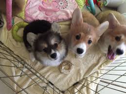 Puppy adoption rocky mountain puppy rescue united states. Corgi Puppies For Adoption Colorado Bmo Show