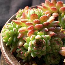 Image result for Humularia minima