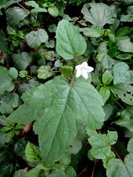 Image result for Hibiscus lobatus