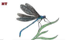 The first step to drawing your dragonfly is to give it something to stand on. How To Draw A Dragonfly Beautiful Easy Youtube