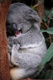 Laughing Koala Funny Koala Cute Happy Animals Cute Animals Koala