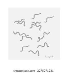 Image result for Filoviridae