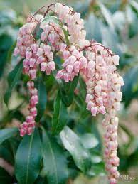 Similarly, only a few deer resistant plants will grow in shady areas. Deer Resistant Shade Plants Deer Resistant Shade Plants Deer Resistant Plants Shade Plants