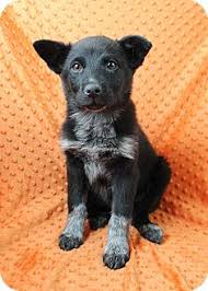 All puppies come with a packet that has a written guarantee, health. Westminster Co Australian Shepherd Meet Nairobi A Pet For Adoption