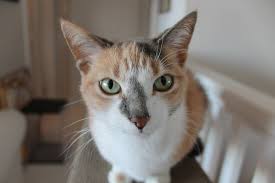 4 Inappropriate Scratching Scratching Is A Natural And Healthy Behavior For A Cat It Helps Her Stretch Release Pent Up Ene Cats Cat Wallpaper Cat Behavior