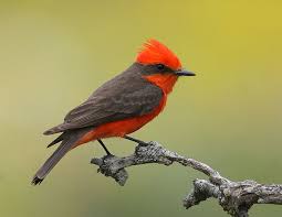 Common Birds Of West Texas Vermillion Flycatcher Texas Vermilion Flycatcher Flycatcher Bird Watching