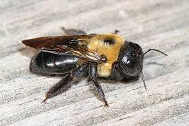 They drill a perfectly round hole in wood, and then apollox pest control knows exactly what to look for and will find issues the untrained eye can easily miss. How To Get Rid Of Carpenter Bees The Best Way