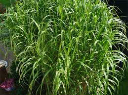 Für einen garten ohne gräser hatte karl förster berühmter gärtner und staudenzüchter nur ein wort übrig. Graser Grasarten