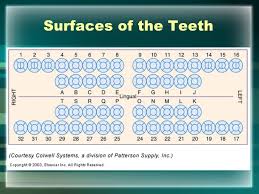 Dental Charting Tooth Surfaces Www Bedowntowndaytona Com