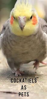 Cockatiel Birds You Can Have As Pets Cockatiels As Pets Will They Be Your Perfect Pet Cockatiel Pets