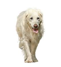Nierenkranke Hunde Naturlich Ernahren Hundkatzeschmaus Gmbh