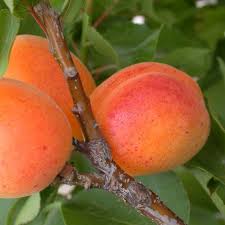 Abricotier Nain Autofertile Garden Aprigold En Pot Fruit Apricot Plants