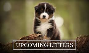 Our dogs all live in our home with us and our puppies are raised underfoot. Australian Shepherd Breeder Aussie Puppies Deadwood Oregon
