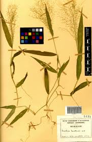 Image result for Isachne buettneri