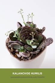 This Kalanchoe Shows Off Its Colors Best In Full Sun Succulents Flowering Succulents Planting Succulents