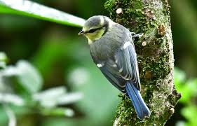 Hij is heel herkenbaar door de dit vermogen is essentieel voor het vrouwtje om een mannetje te selecteren. Jozef Van Der Heijden Natuurfotografie De Kool En Pimpelmees