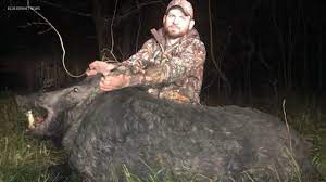 Wild pigs can cause damage to gardens, trees, and, more generally, agriculture. Massive Wild Hog Weighing 488 Pounds Shot Killed By Nuisance Wildlife Removal In Texas Abc7 Chicago