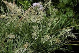 Image result for Scleria foliosa