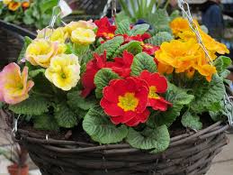 Lorsque le printemps pointe le bout de son nez, on a tout de suite envie de se remettre au jardinage ! Printemps En Pot De La Couleur Sur Le Balcon La Terre Est Un Jardin