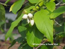 Image result for Cordia senegalensis