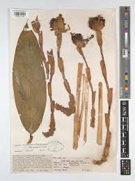 Image result for Aframomum zambesiacum