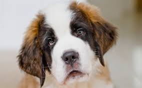 Indir Duvar Kagidi 4k Saint Bernard Namlu Kopek Evcil Hayvan Sevimli Hayvanlar Saint Bernard Kopegi St Bernard Dogs Dog School Puppies