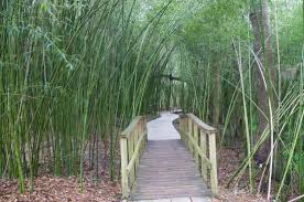 Kanapaha botanical gardens' 68 acre facility is open during our regular business hours. Beautiful Bamboo Forest Picture Of Kanapaha Botanical Gardens Gainesville Tripadvisor
