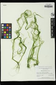 Image result for Macrotyloma ellipticum