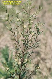 Image result for Ludwigia erecta