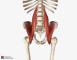 Upper and inner thigh common functions: Lower Back And Hip Pain 7 Frequently Overlooked Causes