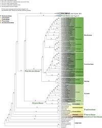 Image result for Sartidia angolensis