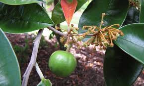 The pulp of the star apple has been used to treat sore throats and reduce the inflammation associated with pneumonia and laryngitis. Growing Star Apple A Fruit You Ve Never Heard Of Epic Gardening