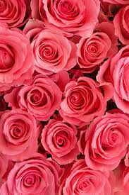 We did not find results for: Pink Roses Background By Pixel Stories Flower Rose