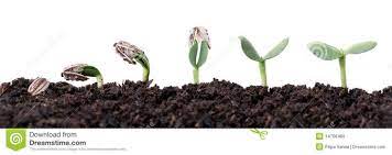 Sunflower Seed Germination Different Stages Seed Germination Seeds Germination