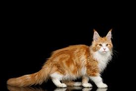 Maybe it's thundering out and the startling and loud sounds are really getting to her. Cat Tail Signs What Your Cat S Tail Tells You