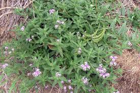 Image result for Heliotropium amplexicaule