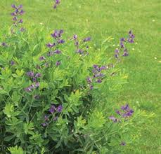 Image result for Dyschoriste transvaalensis