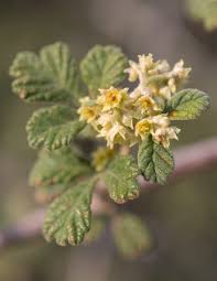 Image result for Searsia rogersii