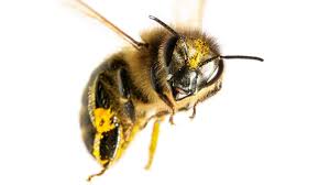 Самые новые твиты от bee the movie© (@beethemovie): Bees Understand The Concept Of Zero Science Aaas