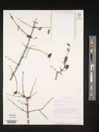 Image result for Englerina