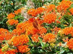 Planting purple flowers in your garden can add rich thematic colors. 92 Florida Flowers Ideas Florida Flowers Florida Native Plants Plants