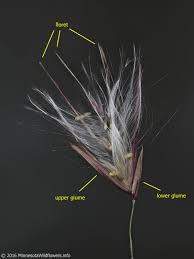 Image result for Phragmites australis