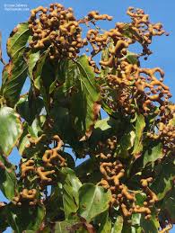 Image result for Hovenia