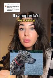 Risposta a @Paolo Di Donato216 oggi non sono una ragazza chill 🤙🏻  #veterinaria #vet #info #canepardo #medicina #animals #cani #dog