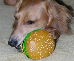 Here S Another Reason To Not Feed Your Dog From The Table Dogs Your Dog Pet Safe