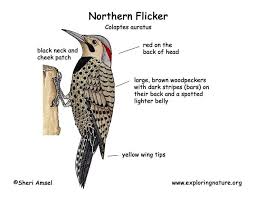 Brown Bird With Red Patch On Back Of Head Flicker Northern Pajaro Carpintero Martin Pescador Pajaros
