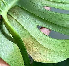 Image result for puklice na pokojových rostlinách obrázek