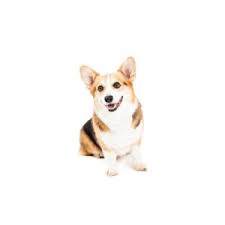 For the best experience, we recommend you upgrade to the latest version of chrome or safari. Cardigan Welsh Corgi Puppies Petland Bolingbrook Il