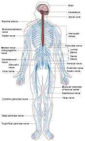 The nervous system is a network of specialized cells that communicate information about an organism's surroundings and itself. Introduction To The Nervous System Boundless Anatomy And Physiology