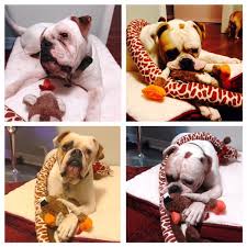 Rescue centres in tier 4 can be open for the rescue to rehome as long as it is done remotely through the animal being dropped off outside the person's just think of the extra monies we can receive and help more french bulldogs in need!! American Bulldog Rescue 501c3 Not For Profit Dog Rescue Charity Frank